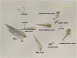  Parts of young Flower